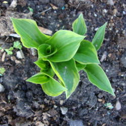 Location: In my garden...Pleasant Grove, Utah
Date: 2012-04-17
A young plant