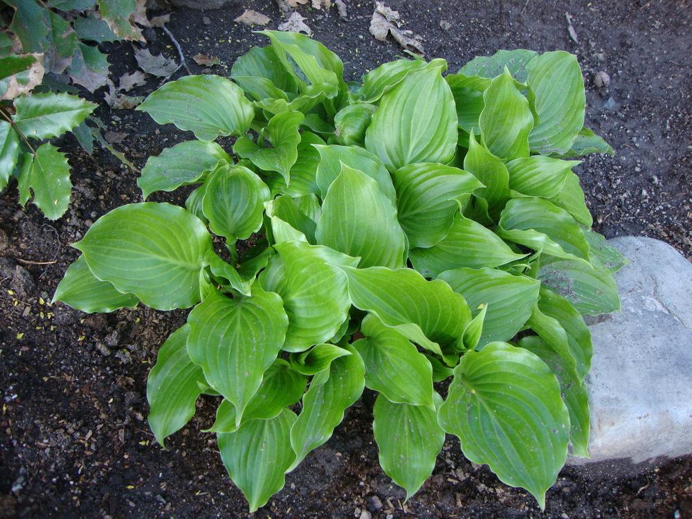 Photo of Hosta 'Invincible' uploaded by Paul2032