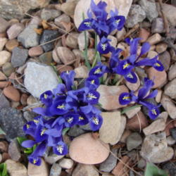 Location: Pleasant Grove, Utah
Date: 2012-03-13
In a friends garden