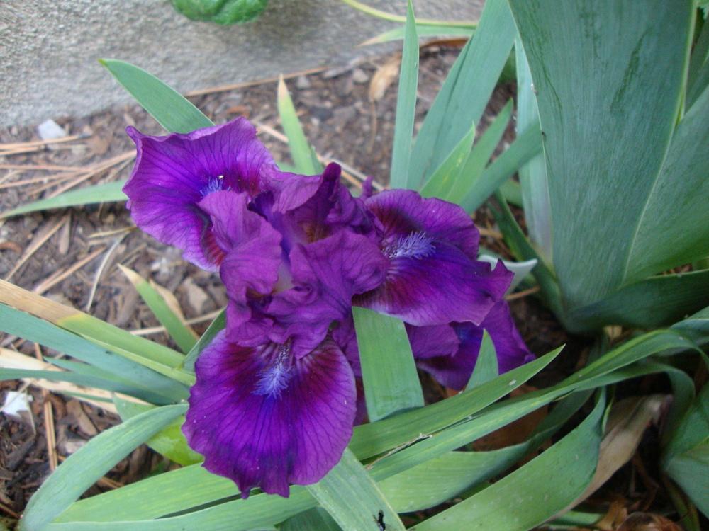 Photo of Standard Dwarf Bearded Iris (Iris 'Bourgeois') uploaded by Paul2032