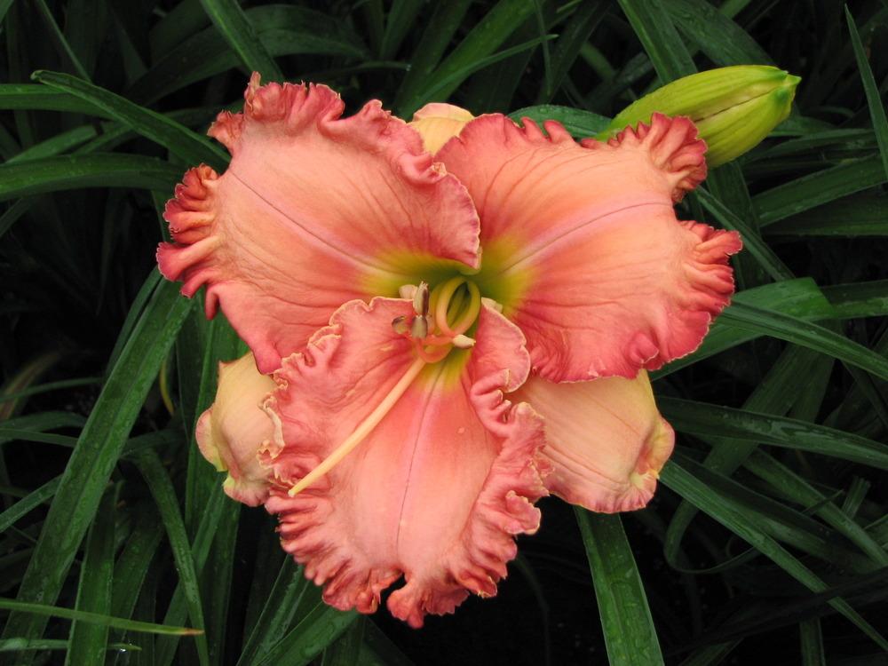 Photo of Daylily (Hemerocallis 'Rose Colored Glasses') uploaded by tink3472