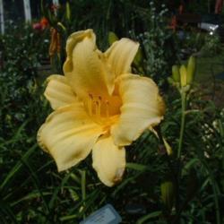 
Date: 2004-07-27
Photo Courtesy of Nova Scotia Daylilies Used with Permission