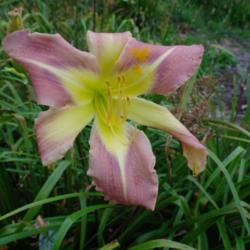 
Date: 2011-08-22
Photo Courtesy of Nova Scotia Daylilies Used with Permission