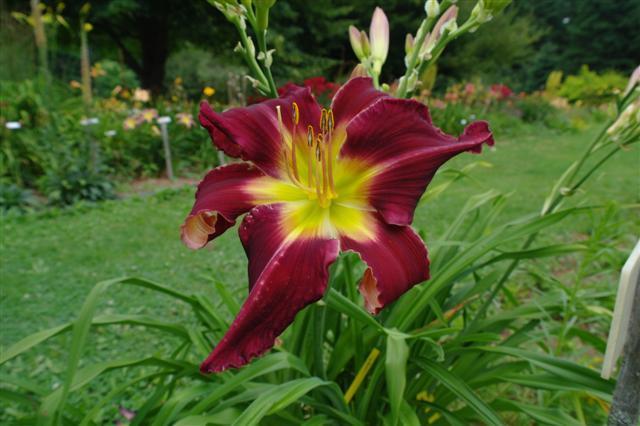 Photo of Daylily (Hemerocallis 'Stack the Deck') uploaded by vic