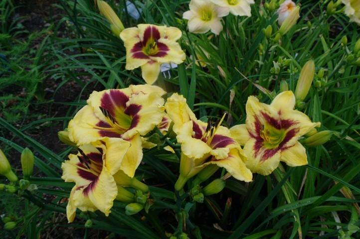 Photo of Daylily (Hemerocallis 'Star of the North') uploaded by vic