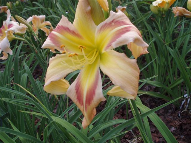 Photo of Daylily (Hemerocallis 'Square Dancer's Curtsy') uploaded by vic