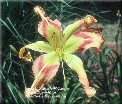 Photo of Daylily (Hemerocallis 'Rosy Lights') uploaded by vic