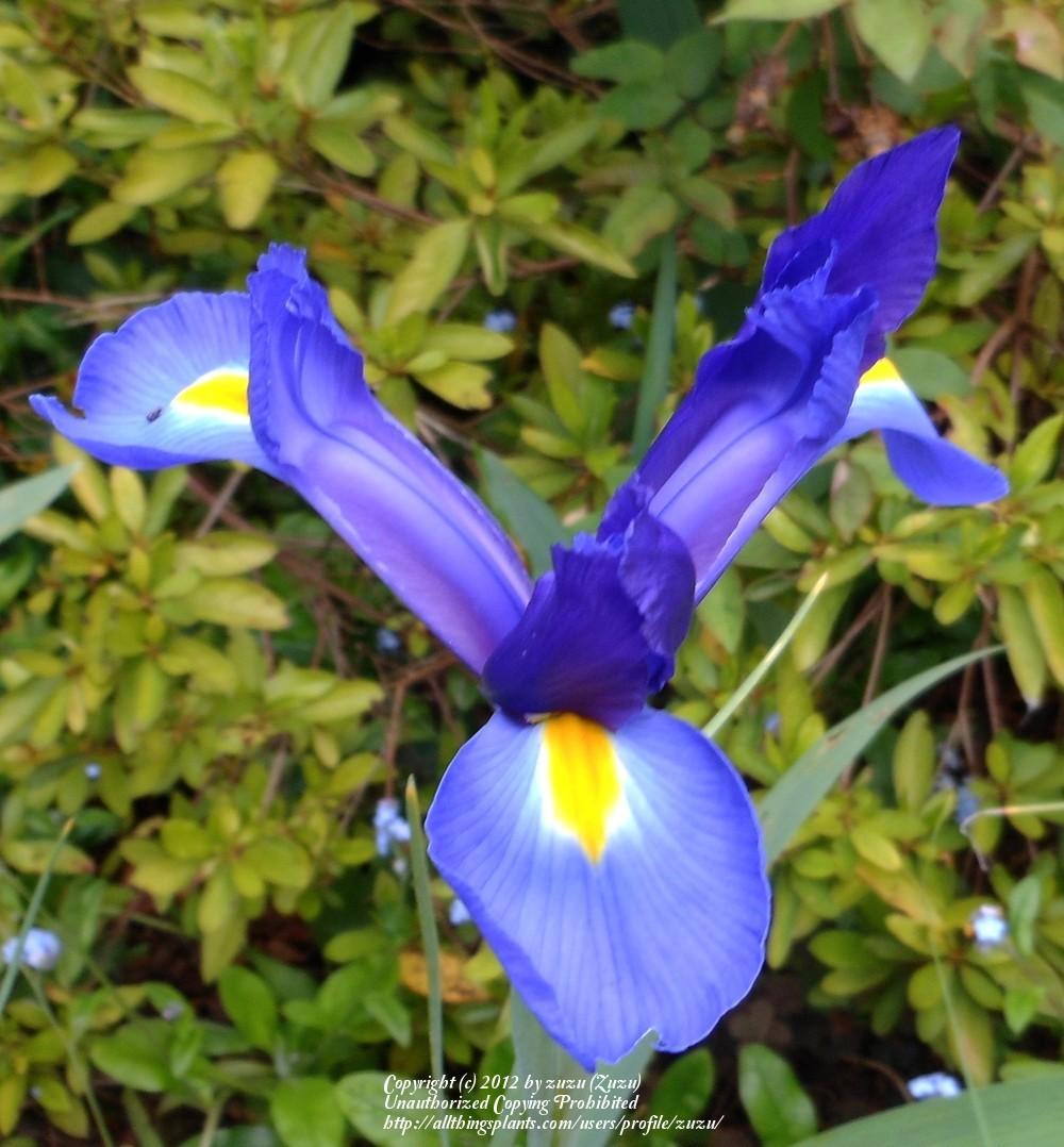Photo of Dutch Iris (Iris x hollandica 'Blue Magic') uploaded by zuzu