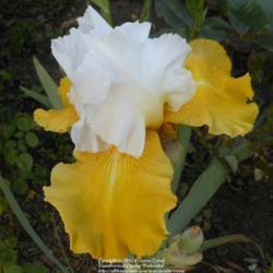 Location: In my Northern California garden
Date: 2012-04-17