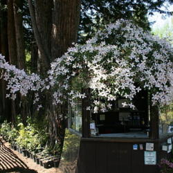 Location: Sonoma Horticulture Nursery sales booth
Date: 2008-04-16