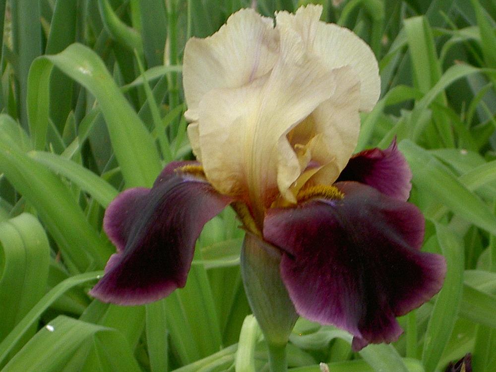 Photo of Tall Bearded Iris (Iris 'Suave') uploaded by Muddymitts