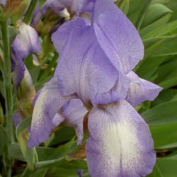 Location: Western Kentucky
Date: 2012-04-19
Here's a vintage Iris -- purchased from Schreiner's in the 70's.