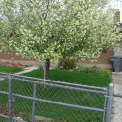 Location: Pleasant Grove, Utah
Date: 2012-04-18
In a friends garden