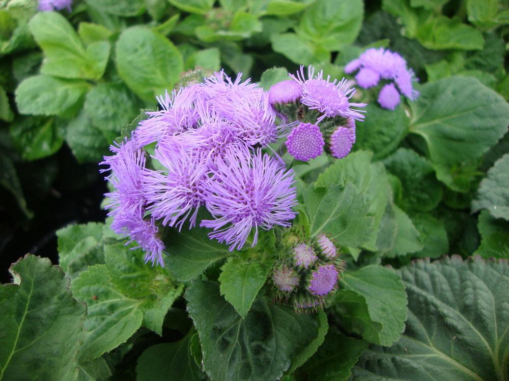 Photo of Floss Flower (Ageratum houstonianum High Tide™ Blue) uploaded by Paul2032