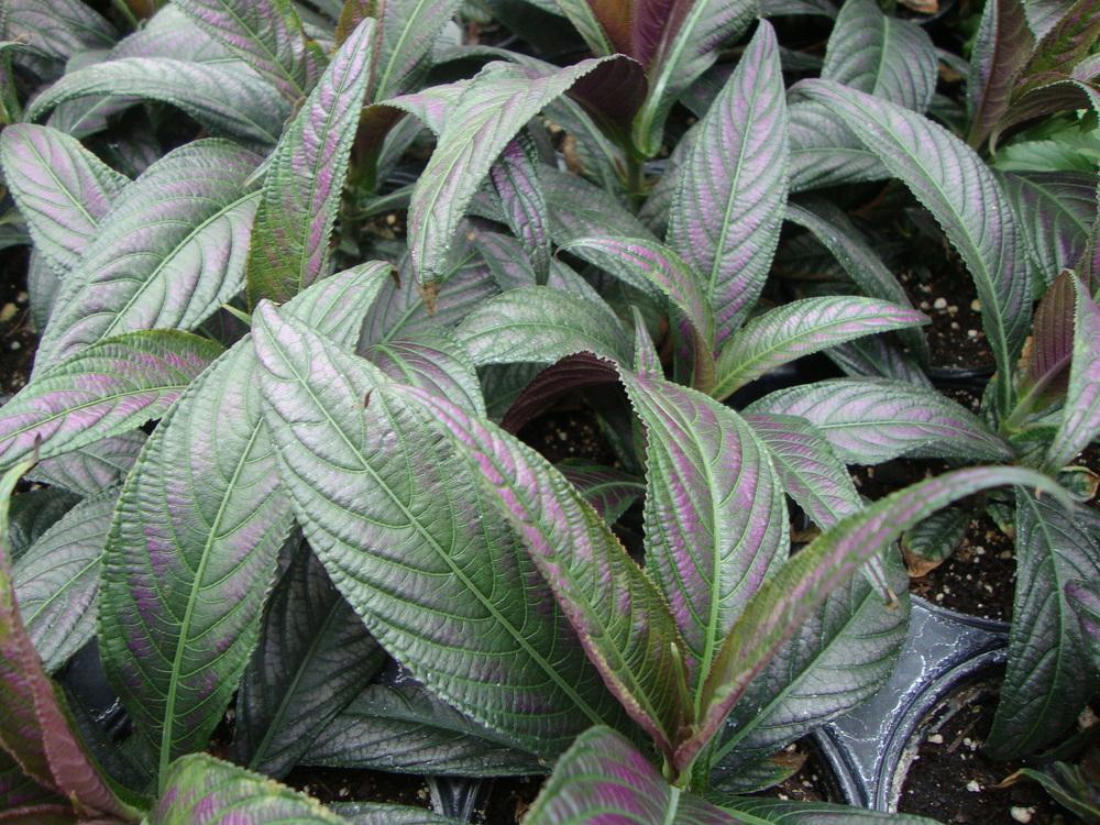 Photo of Persian Shield (Strobilanthes auriculatus var. dyeriana) uploaded by Paul2032