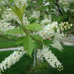 Location: Pleasant Grove, Utah
Date: 2012-04-18
A lovely tree