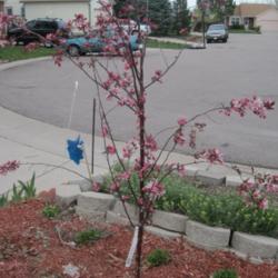 Location: Denver Metro, CO
Date: 2012-04-18
My spindly little Royal Raindrops crabapple (planted fall 2011)