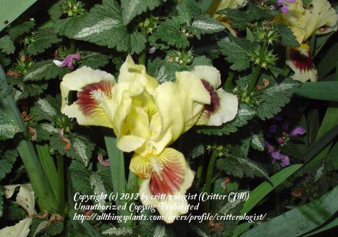 Photo of Standard Dwarf Bearded Iris (Iris 'Ritz') uploaded by critterologist
