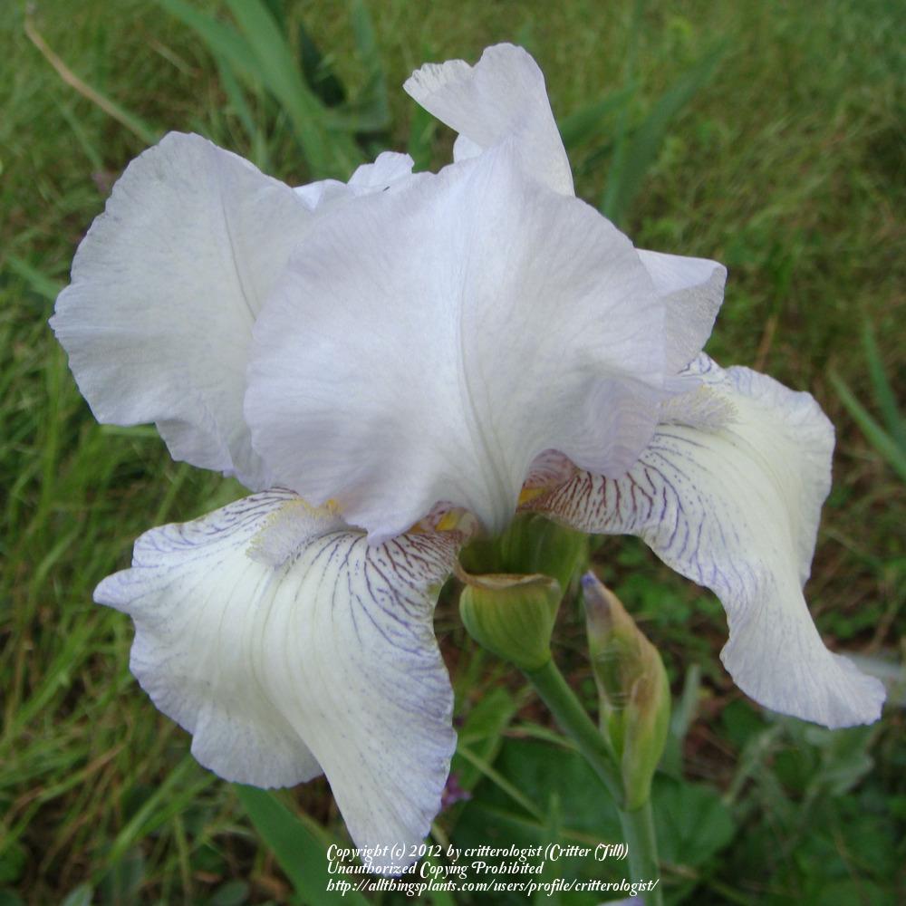 Photo of Tall Bearded Iris (Iris 'English Cottage') uploaded by critterologist