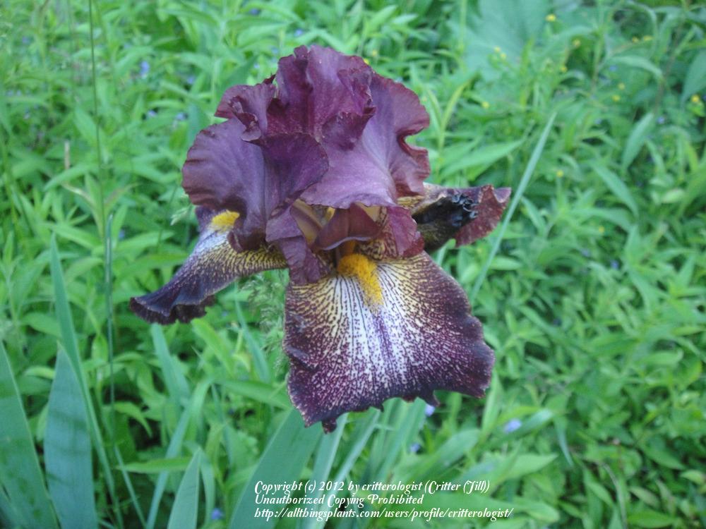 Photo of Tall Bearded Iris (Iris 'Can Can Red') uploaded by critterologist