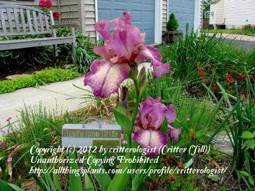 Photo of Tall Bearded Iris (Iris 'Rancho Rose') uploaded by critterologist