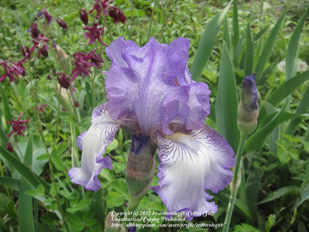 Photo of Tall Bearded Iris (Iris 'Earl of Essex') uploaded by critterologist
