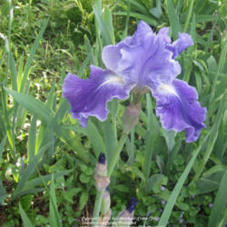 Location: my garden in Frederick, MD
Date: 2010-05-16
photo shows color as too blue, true color is a deeper purple-viol