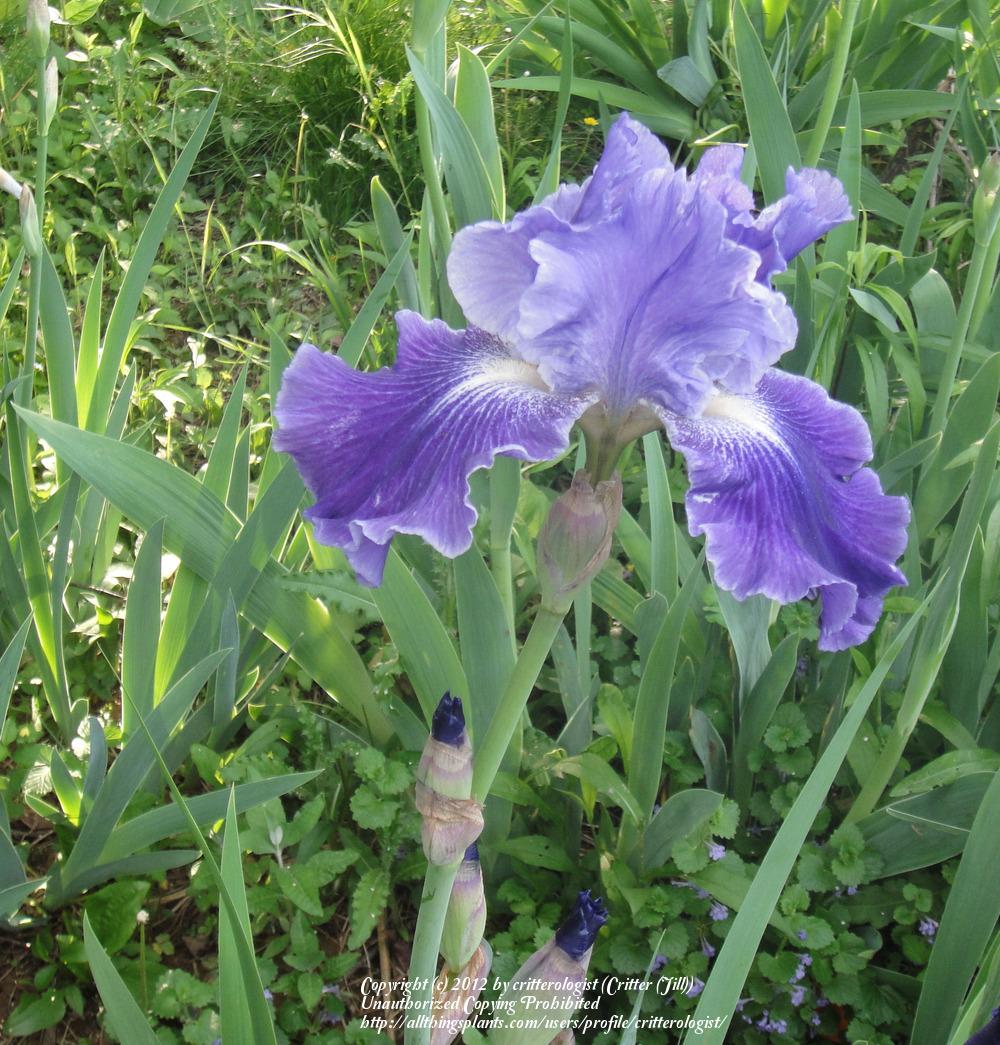 Photo of Tall Bearded Iris (Iris 'Daughter of Stars') uploaded by critterologist