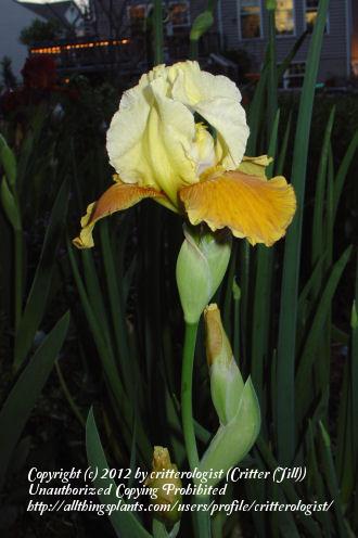 Photo of Intermediate Bearded Iris (Iris 'Honey Glazed') uploaded by critterologist