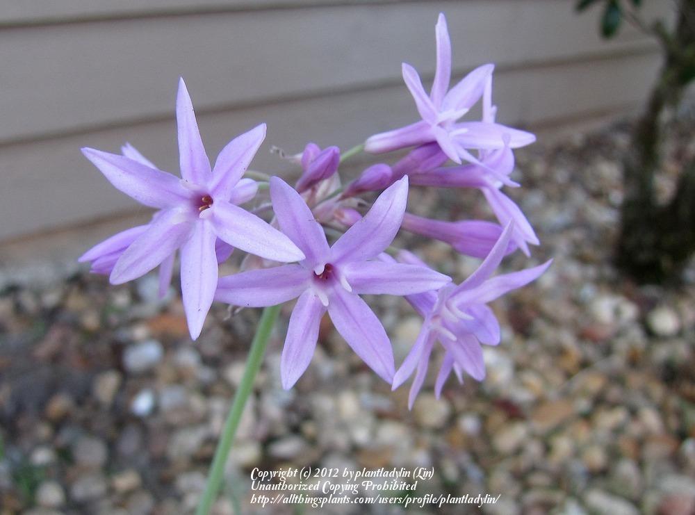 Photo of Society Garlic (Tulbaghia violacea) uploaded by plantladylin