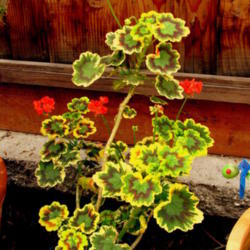 Location: At our garden - Central Valley area, CA
Date: 2012-04-18
Pelargonium Tri-color with blooms this Spring 2012