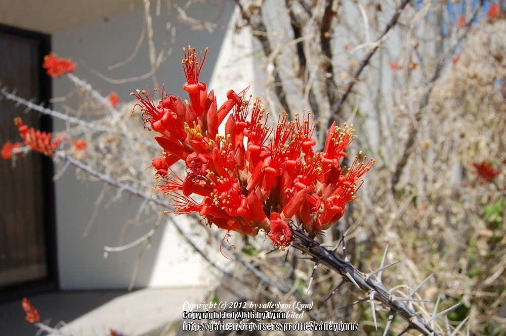 Photo of Ocotillo (Fouquieria splendens) uploaded by valleylynn