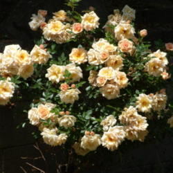 Location: My garden in Bakersfield, CA
Date: April 20, 2012 
Loving Touch tree rose