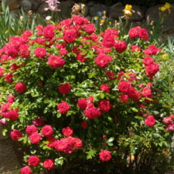Location: My garden in Bakersfield, CA
Date: April 19, 2012 
Starina mini tree rose in 2012
