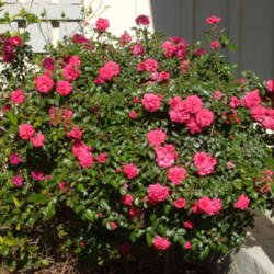 Location: My garden in Bakersfield, CA
Date: April 19, 2012 
Electric Blanket tree rose in 2012