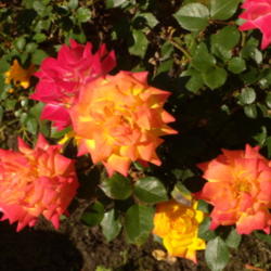Location: My garden in Bakersfield, CA
Date: April 19, 2012 