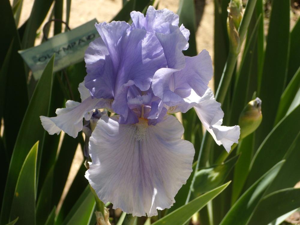 Photo of Tall Bearded Iris (Iris 'Olympiad') uploaded by Betja