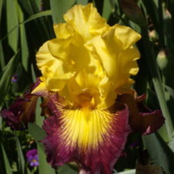 Location: Randy Squires' garden in North Hills, CA
Date: April 17, 2012 