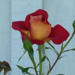 Location: My garden in Bakersfield, CA
Date: April 17, 2012