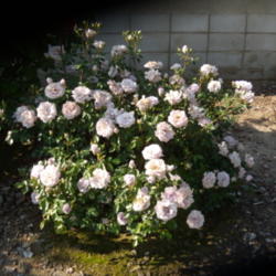 Location: A friend's garden in Bakersfield, CA
Date: April 17, 2012 
Winter Magic in morning sunlight