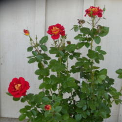 Location: My garden in Bakersfield, CA
Date: April 18, 2012