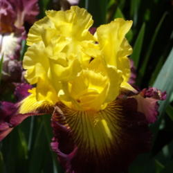 Location: Randy Squires' garden in North Hills, CA
Date: April 17, 2012 