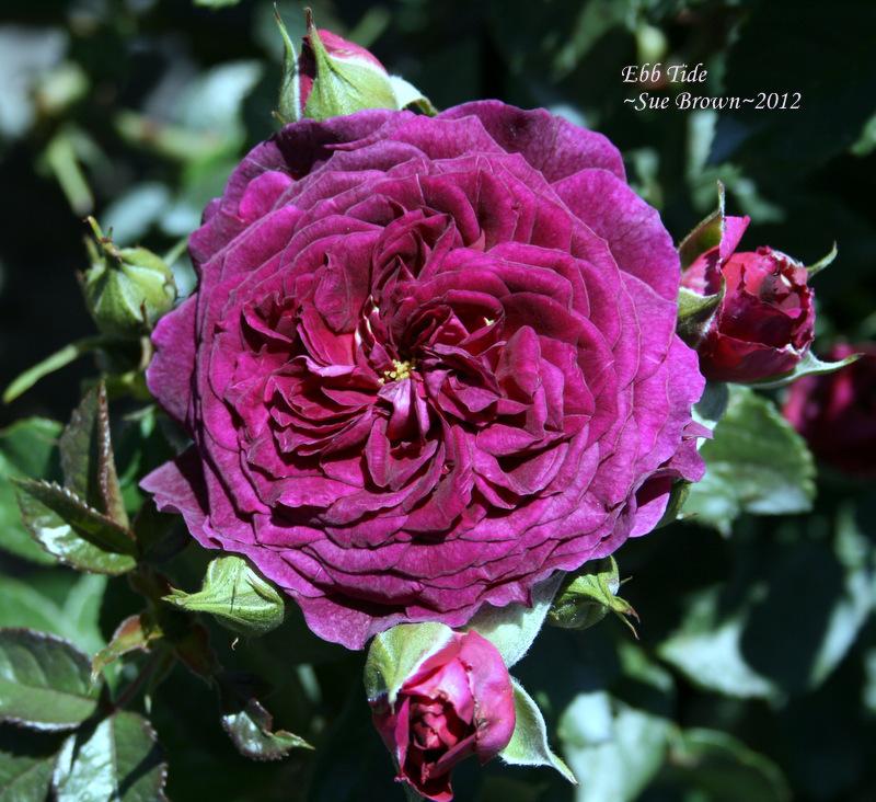 Photo of Rose (Rosa 'Ebb Tide') uploaded by Calif_Sue