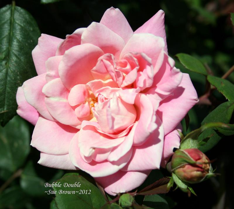 Photo of Rose (Rosa 'Bubble Double') uploaded by Calif_Sue