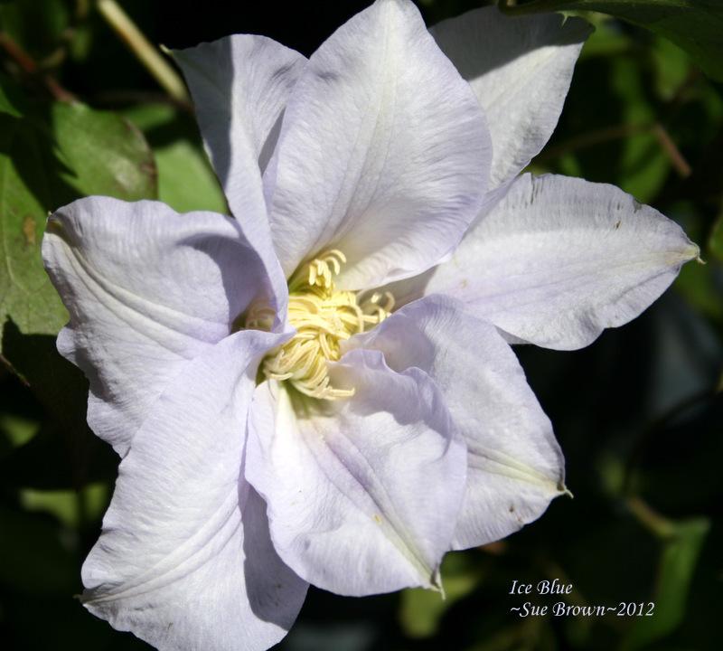 Photo of Clematis Ice Blue™ uploaded by Calif_Sue