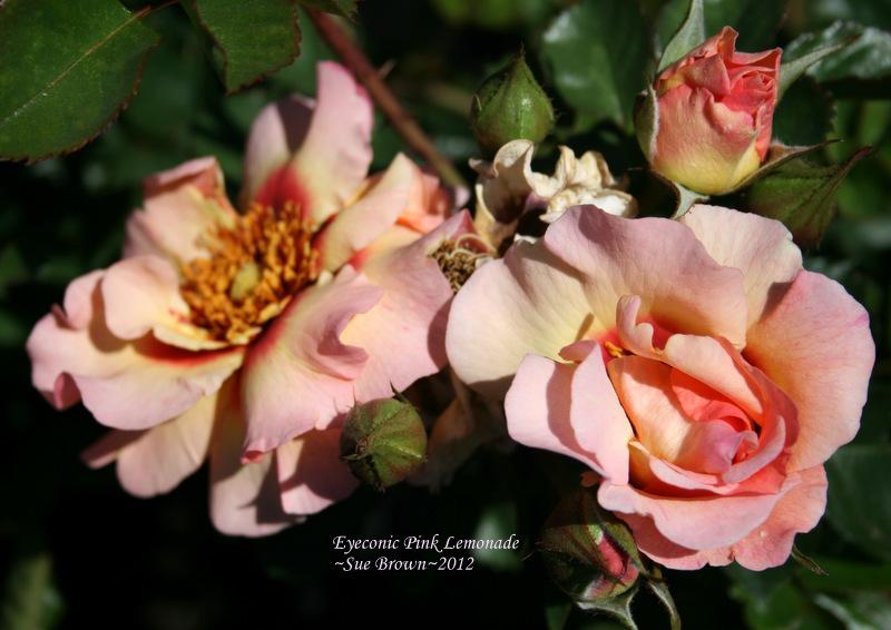 Photo of Rose (Rosa 'Eyeconic Pink Lemonade') uploaded by Calif_Sue