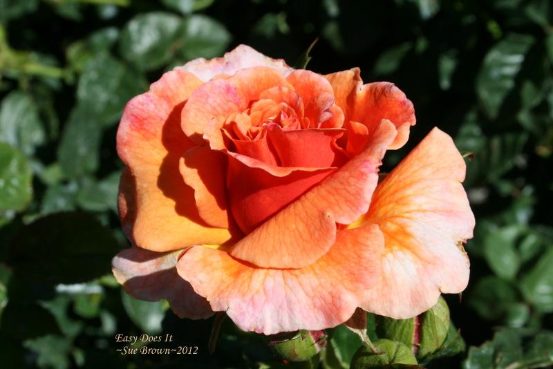 Photo of Rose (Rosa 'Easy Does It') uploaded by Calif_Sue