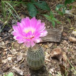 Location: m
Date: April 15, 2012
Lace Cactus