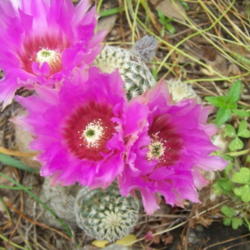 Location: Medina Co., Texas
Date: May 2010
Lace Cactus