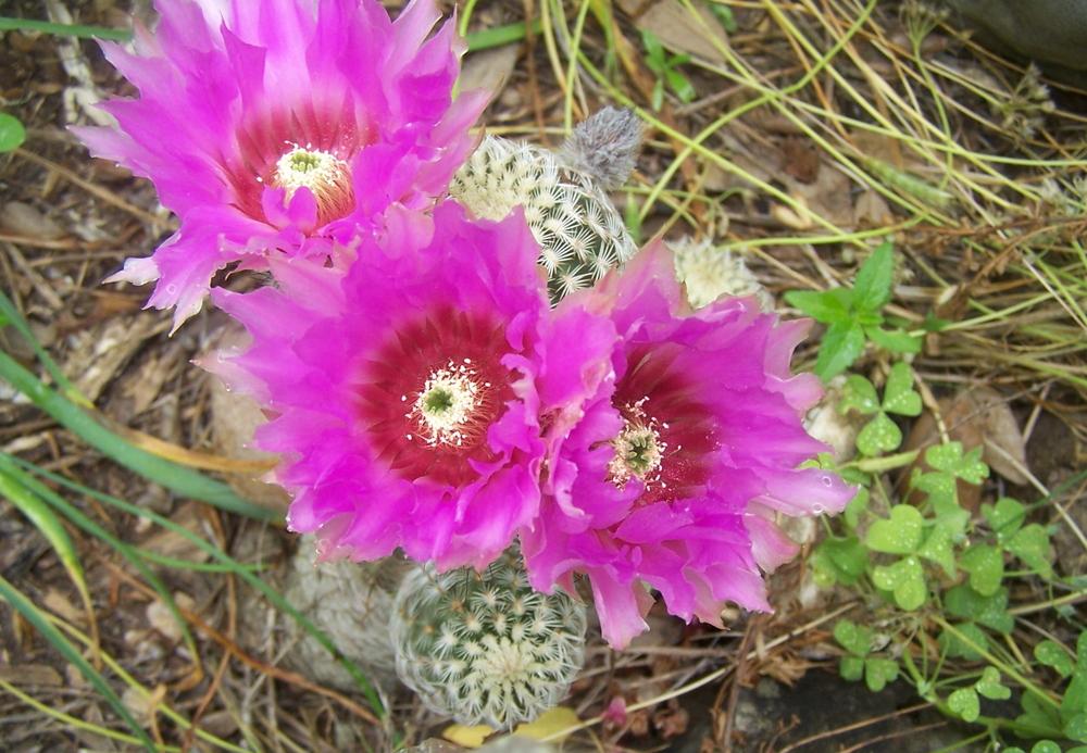 Photo of Lace Cactus (Echinocereus reichenbachii) uploaded by LindaTX8